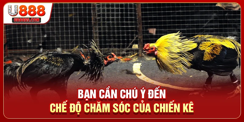 Bạn cần chú ý đến chế độ chăm sóc của chiến kê