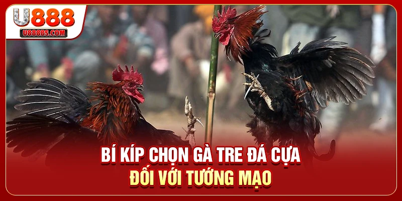 Bí kíp chọn gà tre đá cựa đối với tướng mạo