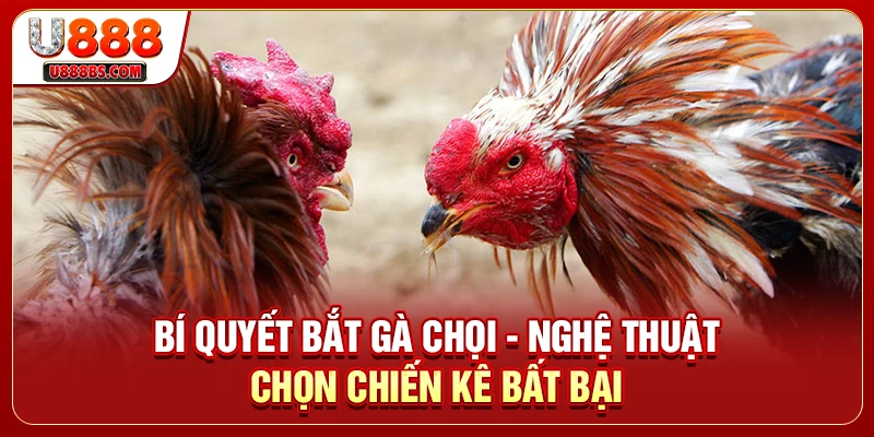 Bí Quyết Bắt Gà Chọi - Nghệ Thuật Chọn Chiến Kê Bất Bại