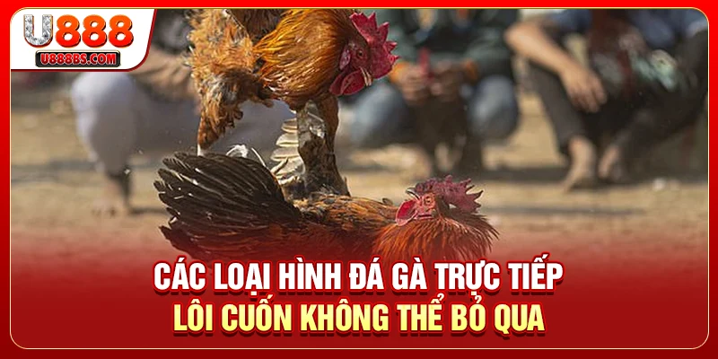 Các loại hình đá gà trực tiếp lôi cuốn không thể bỏ qua