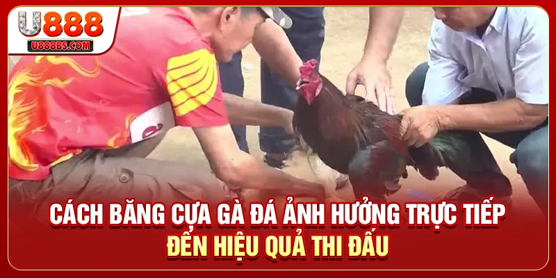 Cách băng cựa gà đá ảnh hưởng trực tiếp đến hiệu quả thi đấu