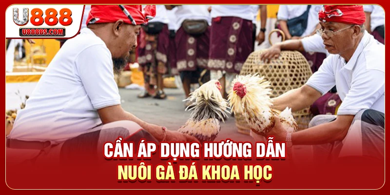 Cần áp dụng hướng dẫn nuôi gà đá khoa học