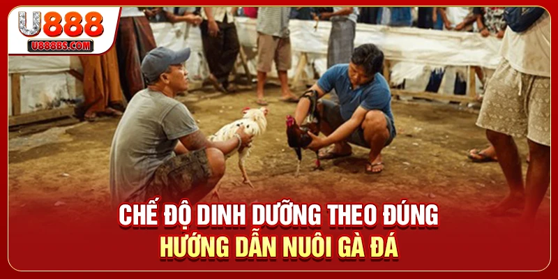 Chế độ dinh dưỡng theo đúng hướng dẫn nuôi gà đá