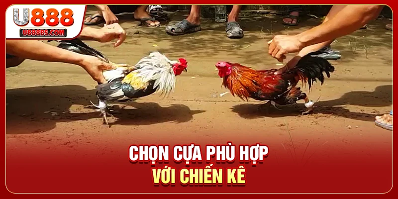 Chọn cựa phù hợp với chiến kê