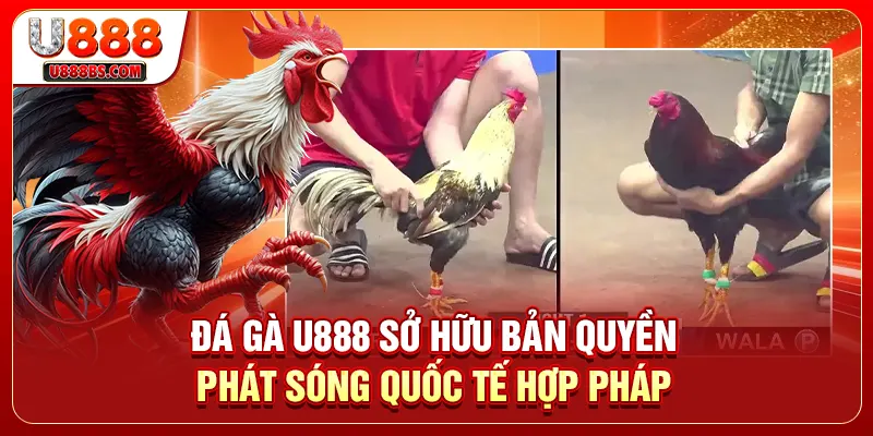 Đá gà U888 sở hữu bản quyền phát sóng quốc tế hợp pháp