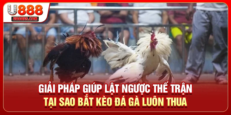 Giải pháp giúp lật ngược thế trận tại sao bắt kèo đá gà luôn thua