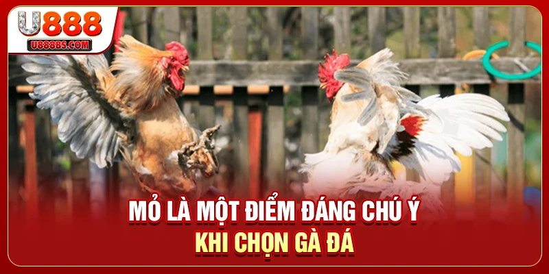 Mỏ là một điểm đáng chú ý khi chọn gà đá