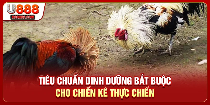 Tiêu chuẩn dinh dưỡng bắt buộc cho chiến kê thực chiến