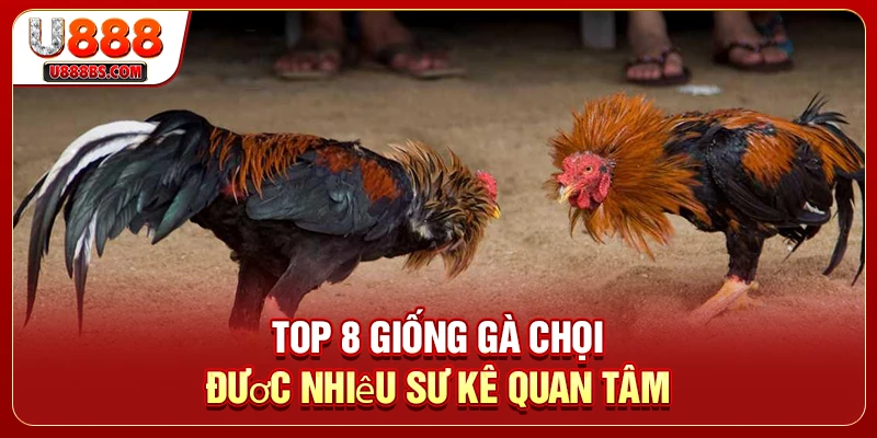 Top 8 giống gà chọi được nhiều sư kê quan tâm