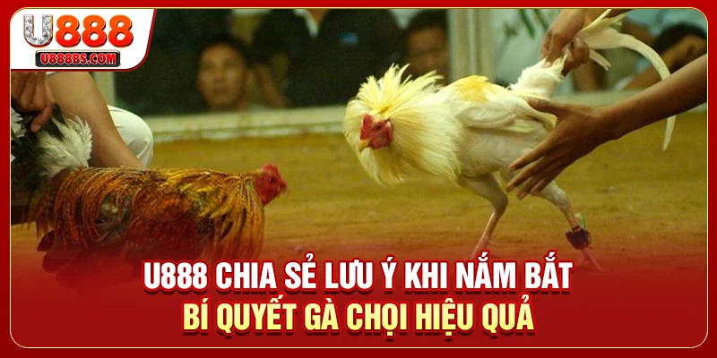 U888 chia sẻ lưu ý khi nắm bắt bí quyết gà chọi hiệu quả