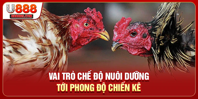 Vai trò chế độ nuôi dưỡng tới phong độ chiến kê